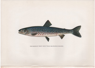 THE RANGELEY TROUT (ADULT MALE) SALVELINUS-OQUASSA 